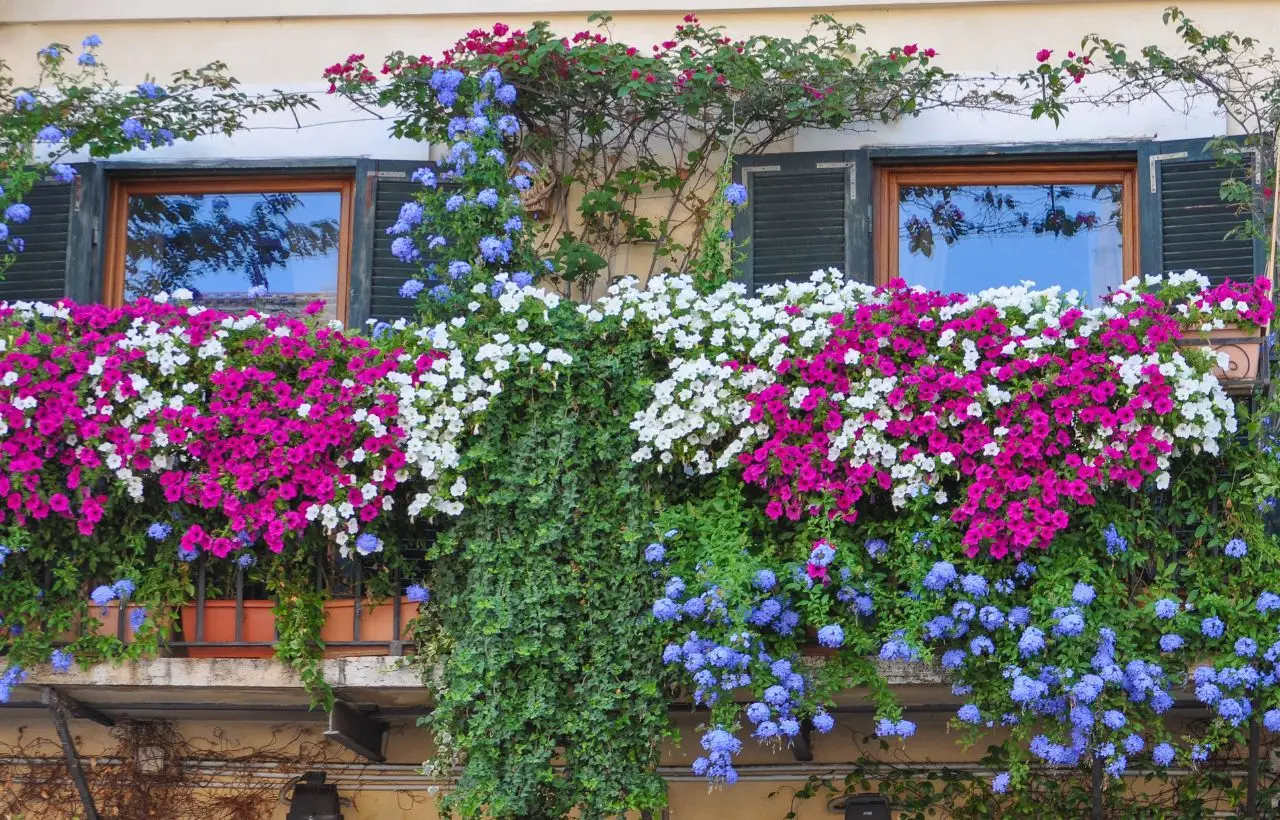 Piante da balcone che resistono al vento