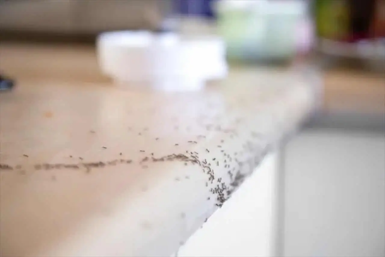 Come eliminare gli insetti dalla cucina