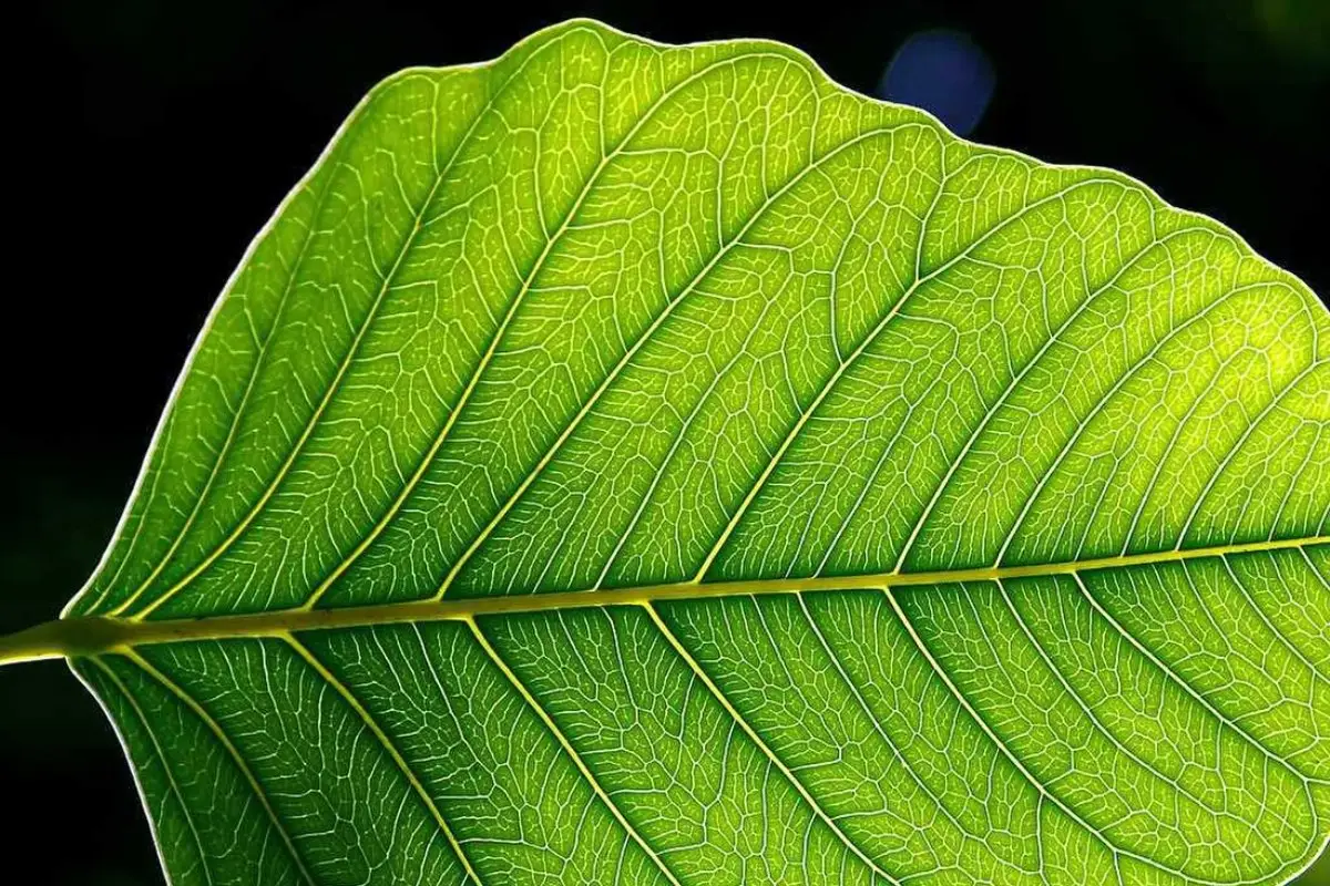 “Come d’autunno si levan le foglie” è la frase più potente sulla brevità della vita: ecco cosa significa