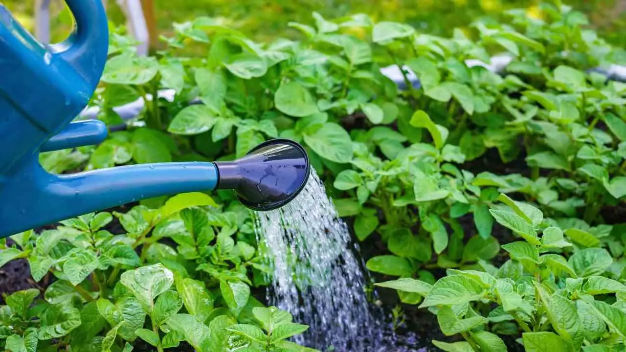 Fai questo errore comune e allaghi il giardino: ecco il sistema per drenarlo subito senza lavori