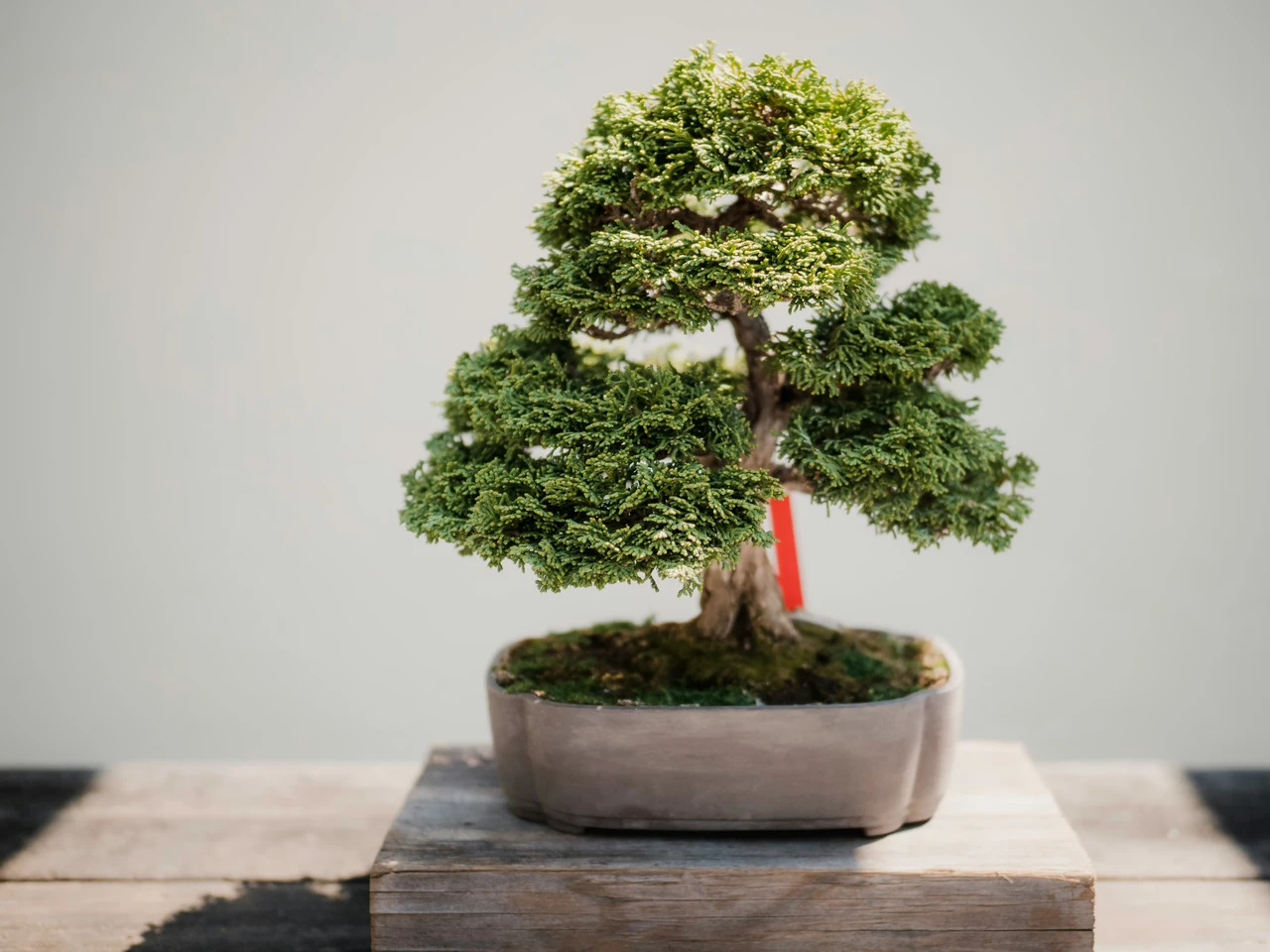 Perché il bonsai non cresce? L’errore di potatura che rovina tutto