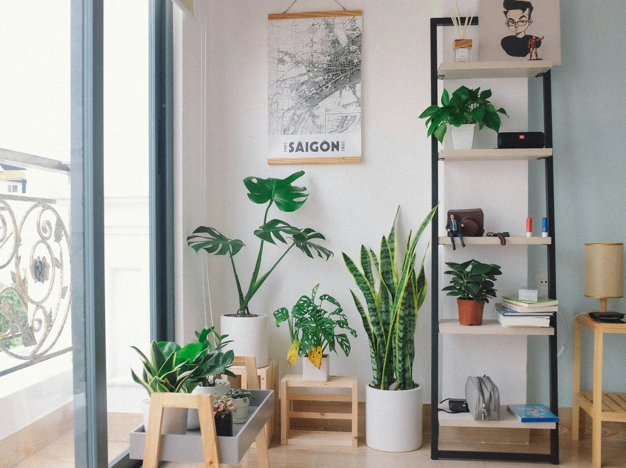 Quali piante possono stare in casa? Ecco la lista completa