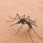 Indossi questo colore? Attira le zanzare il doppio secondo la scienza