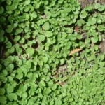 Prato di dicondra rado e brutto? Ecco il trucco rapido per infoltirlo senza riseminare