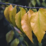 Non solo foglie secche: ecco i simboli d’autunno che attirano energia positiva in casa
