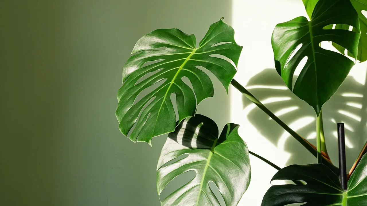 Non regalare fiori: scegli questa pianta per esprimere gratitudine profonda