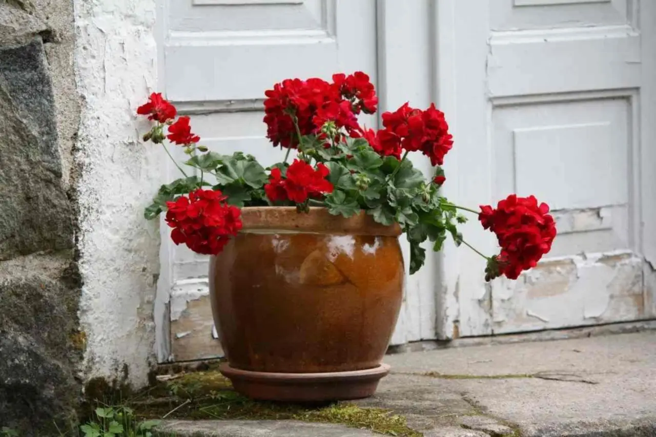 Vedi sempre questa cosa nei tuoi vasi da fiori? Ecco cosa significa e come sistemarli