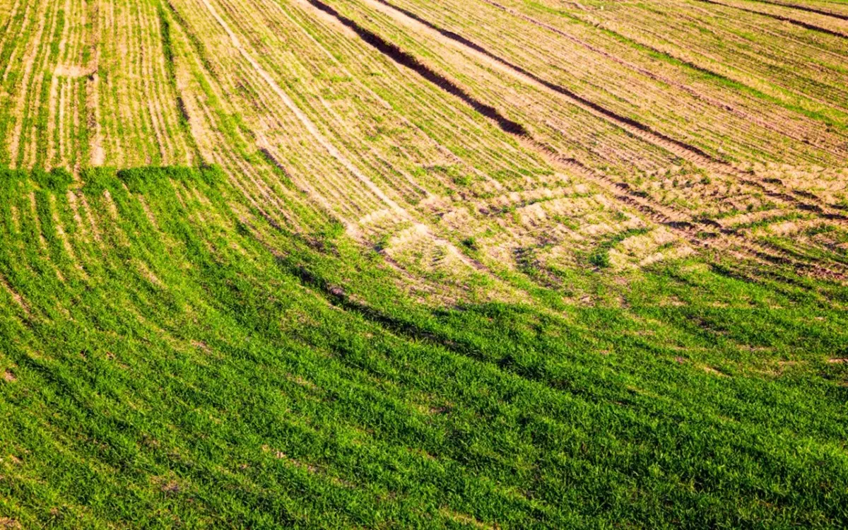 Terreno eccessivamente argilloso? Ecco come scegliere le piante giuste per il tuo giardino
