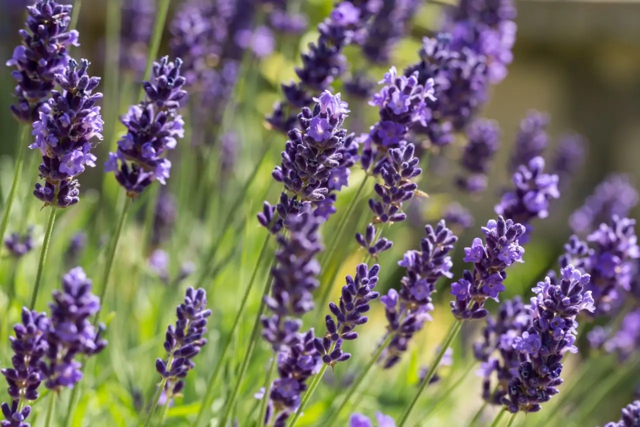 Come riconoscere la lavanda di qualità quando la compri: i consigli del vivaista