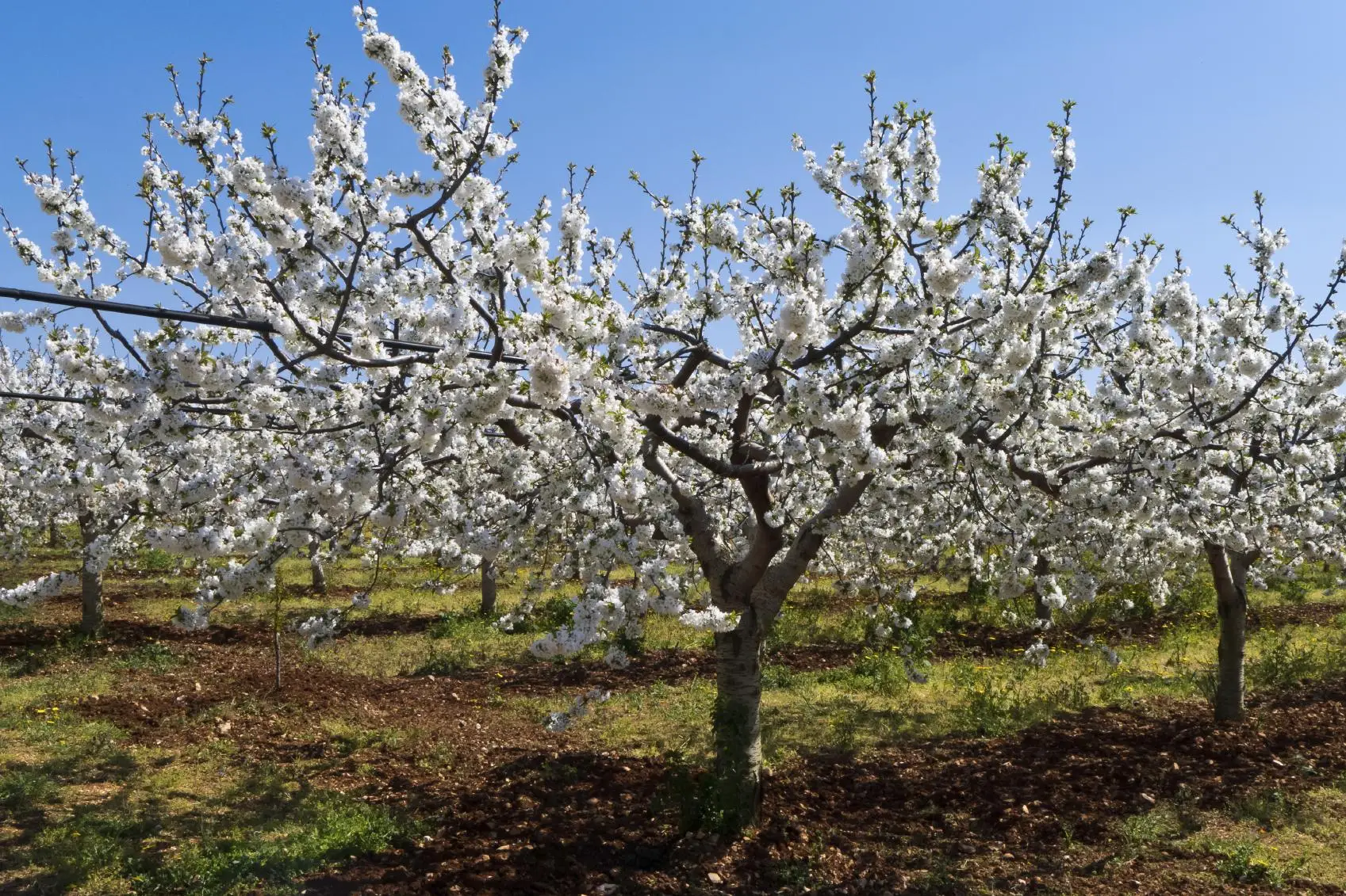 Cerchi un albero spettacolare? Ecco le varietà che esplodono in un tripudio di fiori rosa