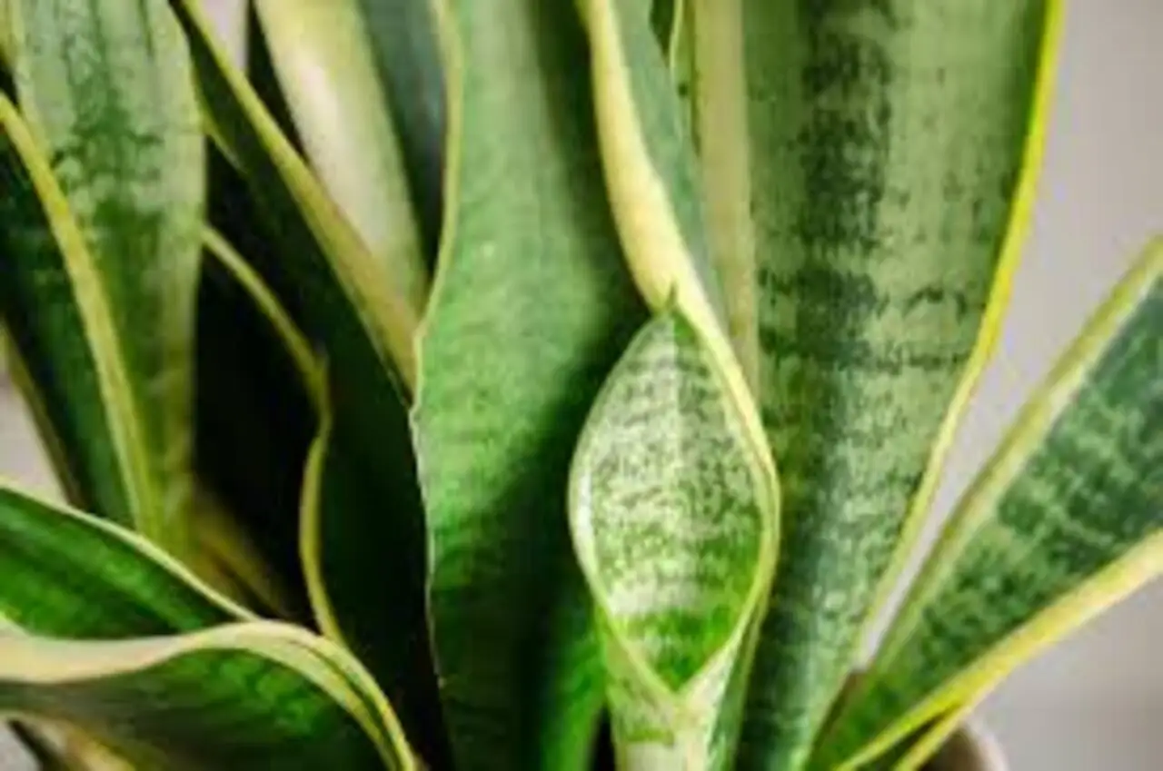 Umidità e muffa in camera da letto? Ecco le piante che risolvono il problema mentre dormi