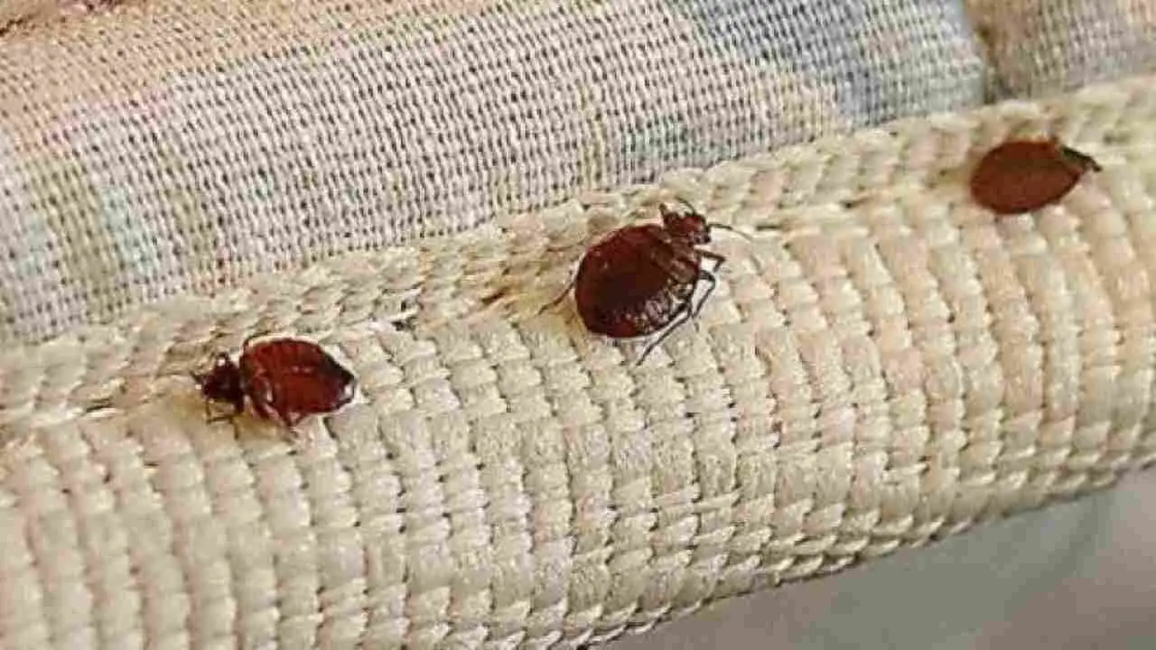 Allarme blatte nel letto: ecco perché succede e come evitarlo subito