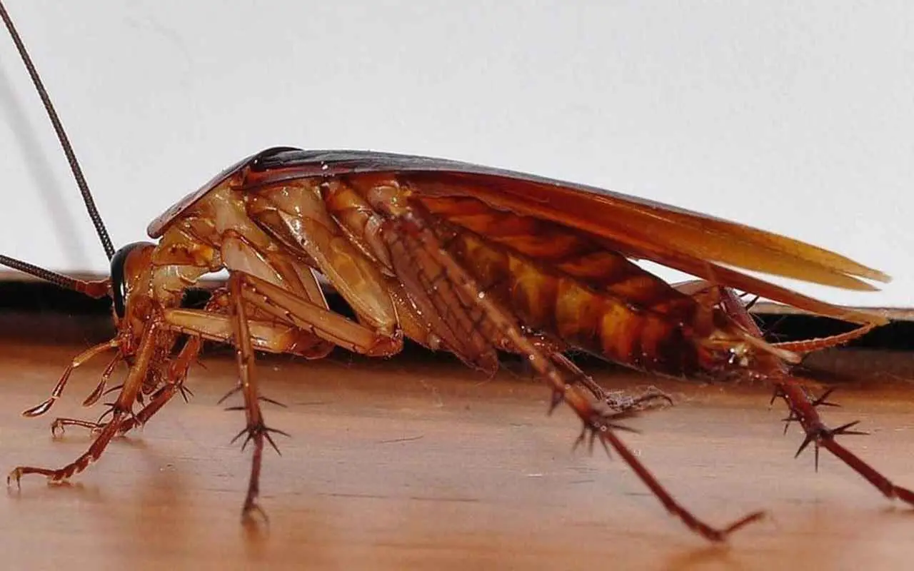 Hai trovato blatte in casa? Ecco quando spariscono davvero e come accelerare il processo