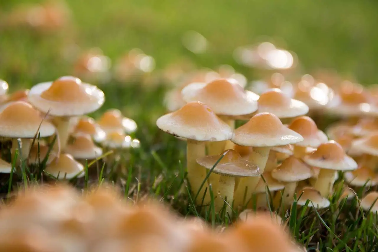 Attenzione a questi funghi: distruggono il prato