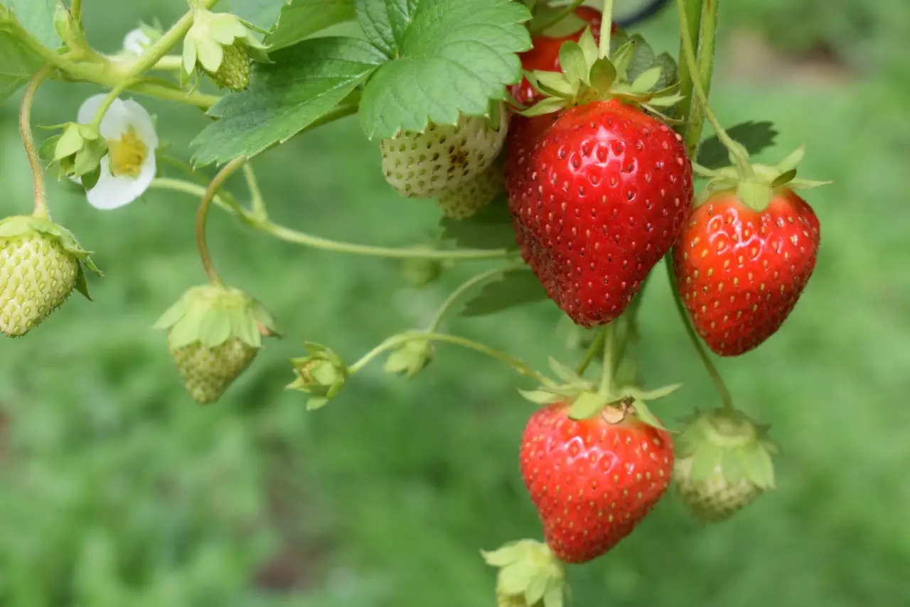 Come coltivare fragole dolci e abbondanti