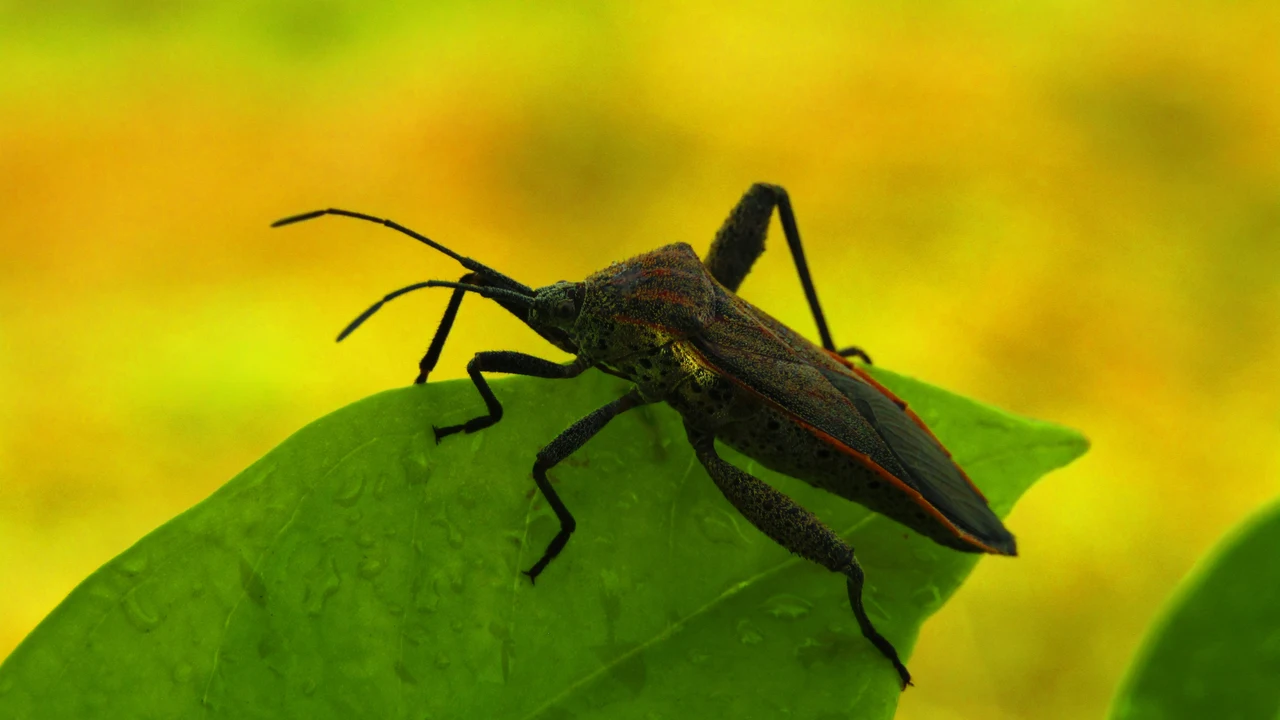 Allarme insetti e topi: ecco perché non puoi ignorare questo controllo essenziale in casa
