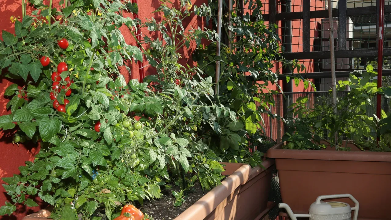 Come si fa a creare un piccolo orto sul balcone in autunno? Le verdure che puoi coltivare ora