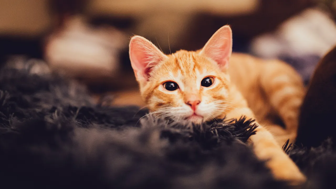 Come si fa a pulire la lettiera del gatto e neutralizzare gli odori? Il bicarbonato come alleato