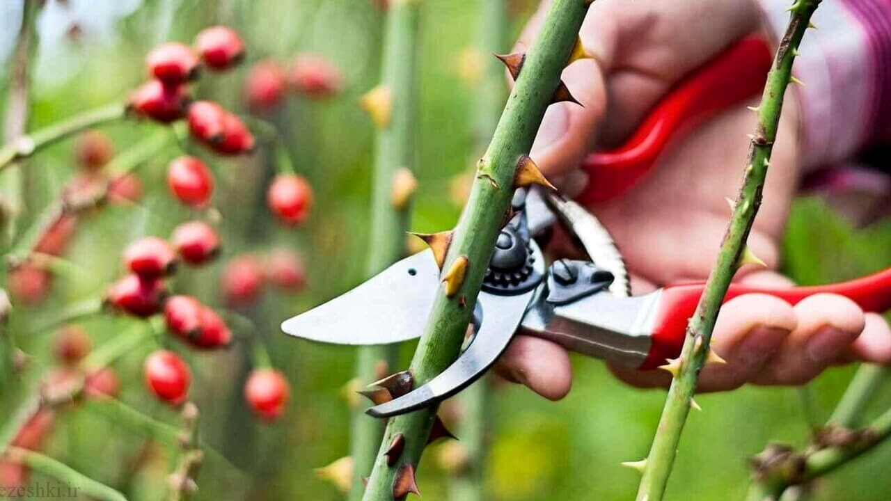 Come potare le rose: ecco il metodo definitivo del giardiniere
